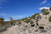 cows