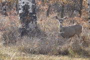 deer_part_2