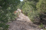 deer_part_3