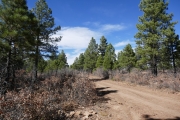 into_the_trees