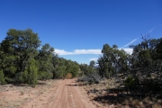 larger_trees