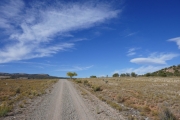 lone_tree