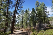 manti-la_sal_national_forest