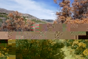 scrub_oak