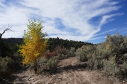 yellow_and_green