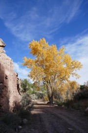 yellow_cottonwood