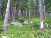 lush_part_1