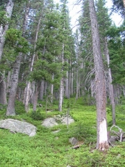 lush_part_2