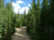 through_pine_trees