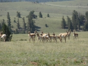 antelope