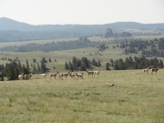antelope_in_scenery