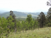 aspens_with_a_view