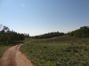 patches_of_trees