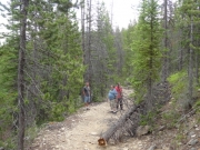 clearing_deadfall