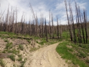 dead_trees