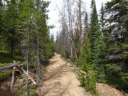 forest_view