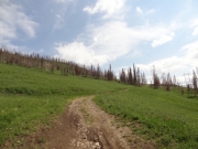 meadow