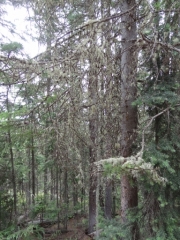 moss