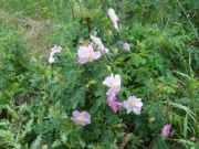 pink_flowers