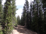tall_trees