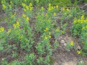 yellow_flowers