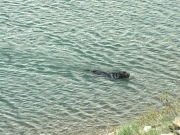 murphy_in_yankee_doodle_lake