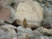 marmot