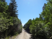 early_trees