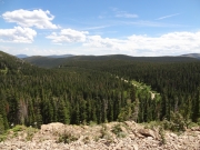 through_the_trees