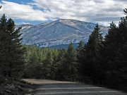 trail_in_the_forest