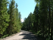 big_trees