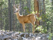 deer_part_1