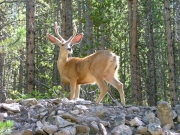 deer_part_2