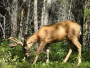 deer_part_3