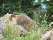 marmot