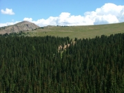timberline