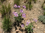 wild_flowers