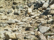 find_the_pica