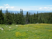 meadow