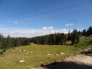 meadow