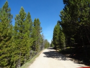 pines