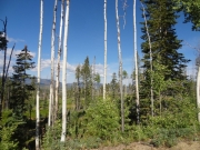 skinny_trees
