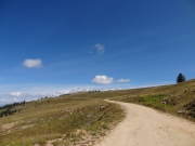 trail_above_the_trees