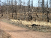 burn_area