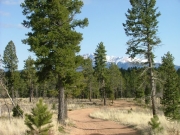 meadow