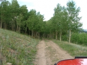 into_the_trees