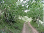 through_the_aspens