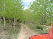 through_aspens
