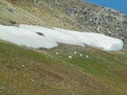 sheep_near_the_spur