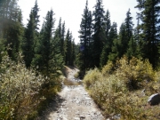 through_brush